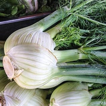 White Fennel Vegetable Seeds for Planting heirloom & Non-GMO Seeds